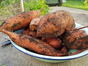 sweet potato 1