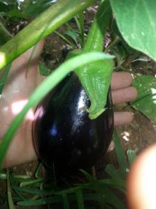 eggplant plant